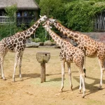National Zoological Gardens — Pretoria Zoo, South Africa, zoo tickets price , Entry timing