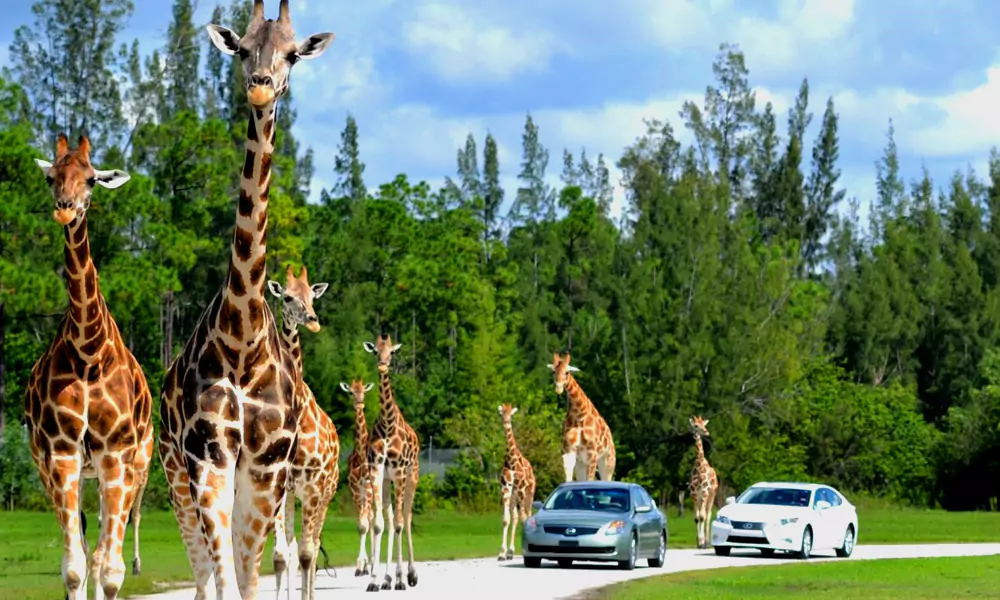 Lion Country Safari: Loxahatchee, Florida