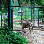 Bannerghatta National Park
