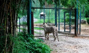 Bannerghatta National Park: Geography, Ticket Price, Timings