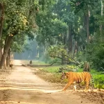 Jim Corbett National Park