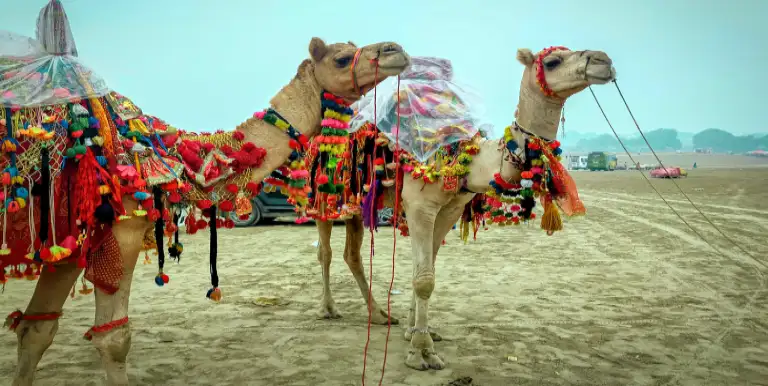 Pushkar camel fair - Pushkar places