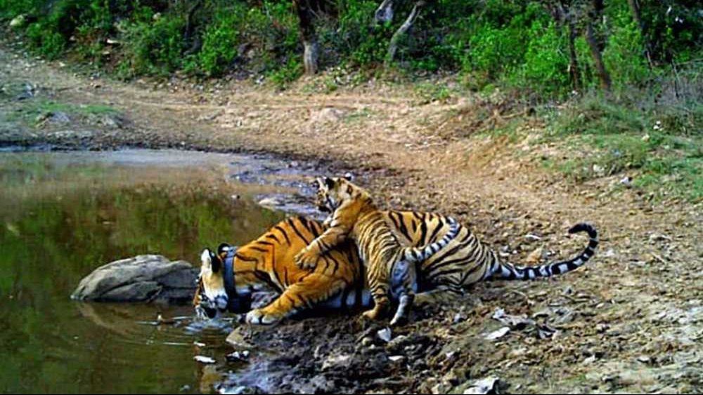 Sariska Tiger Reserve
