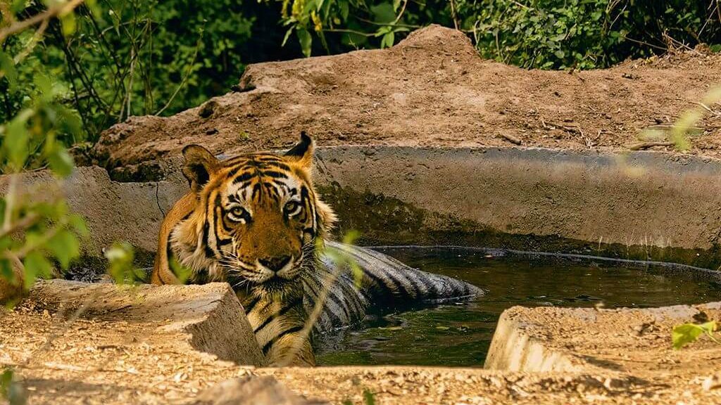 Sariska Tiger Reserve | Sariska Wildlife Sanctuary