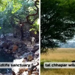 Rajasthan Lesser Known Wildlife Sanctuaries - sita mata wildlife sanctuary and tal chhapar wildlife sanctuary