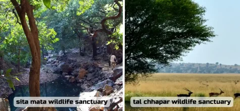 Rajasthan Lesser Known Wildlife Sanctuaries: Sita Mata & Tal Chhapar