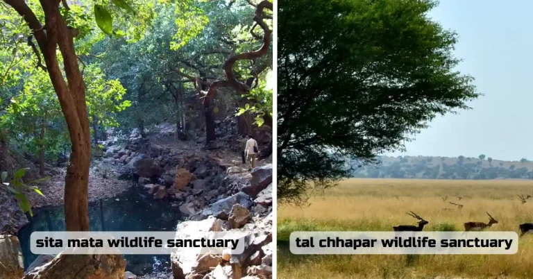 Rajasthan Lesser Known Wildlife Sanctuaries - sita mata wildlife sanctuary and tal chhapar wildlife sanctuary image