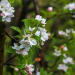 Apple Blossom Season in Kullu Valley