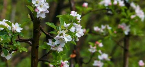 Apple Blossom Season in Kullu Valley: A Spring Travel Guide