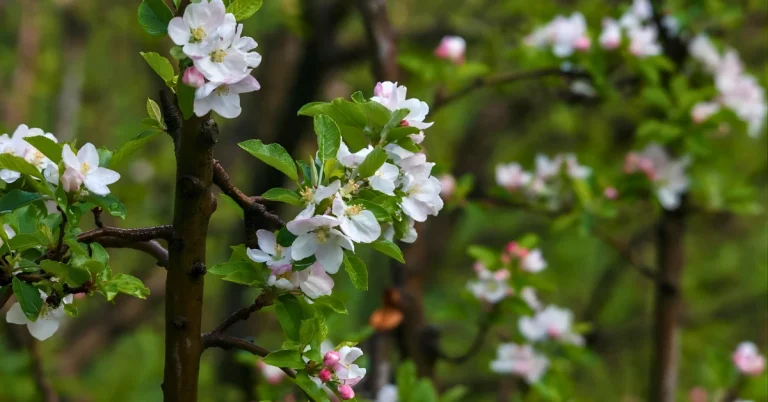 Apple Blossom Season in Kullu Valley image