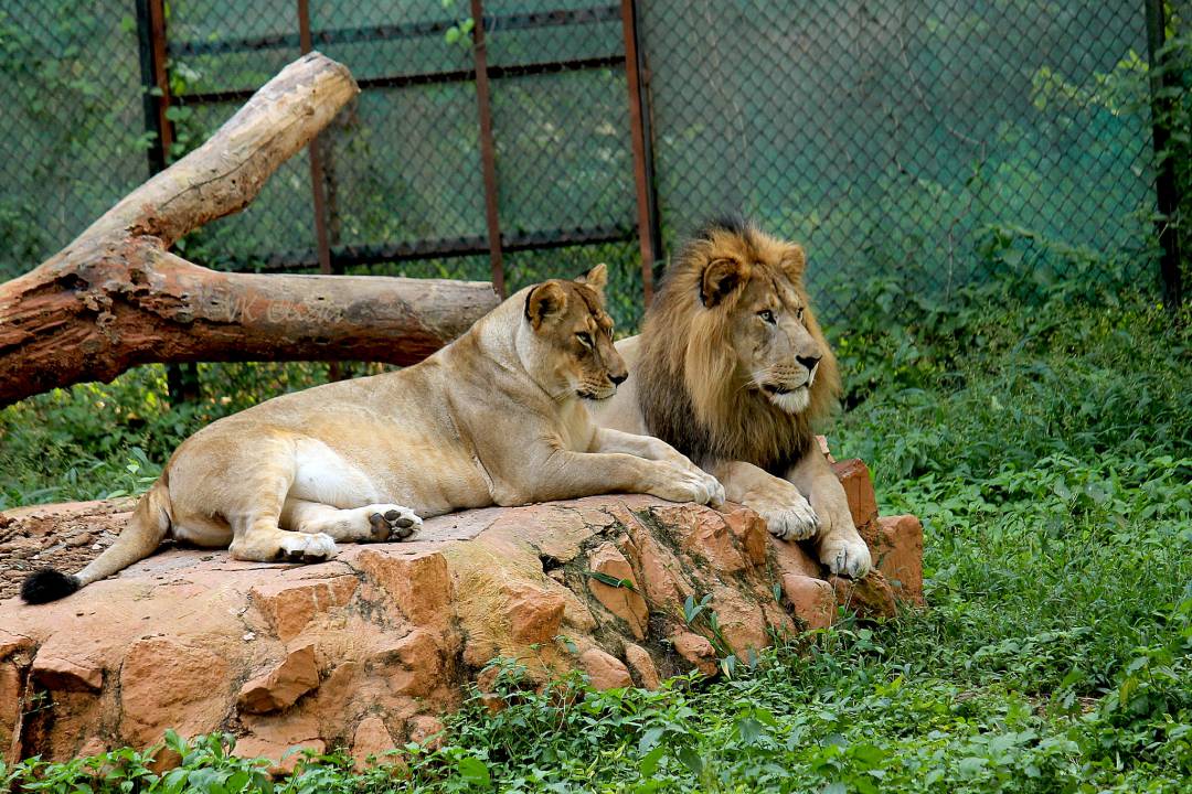 places to visit mysore zoo