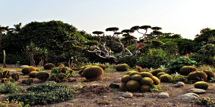 Cactus Garden Chandigarh