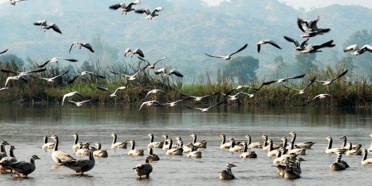 Harike Lake and Wetland Wildlife Sanctuary