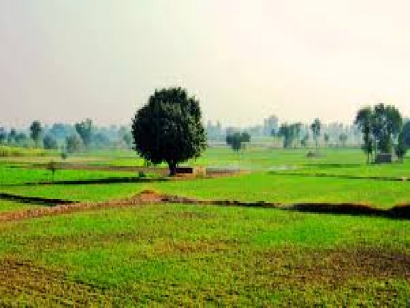 Punjab Farms Images