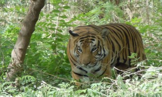 Tiger With Taj Mahal and Jaipur Tour