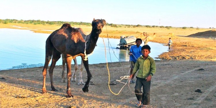 Camel Safari Details in Rajasthan