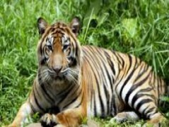 India Wildlife Santuaries and National Park Tours